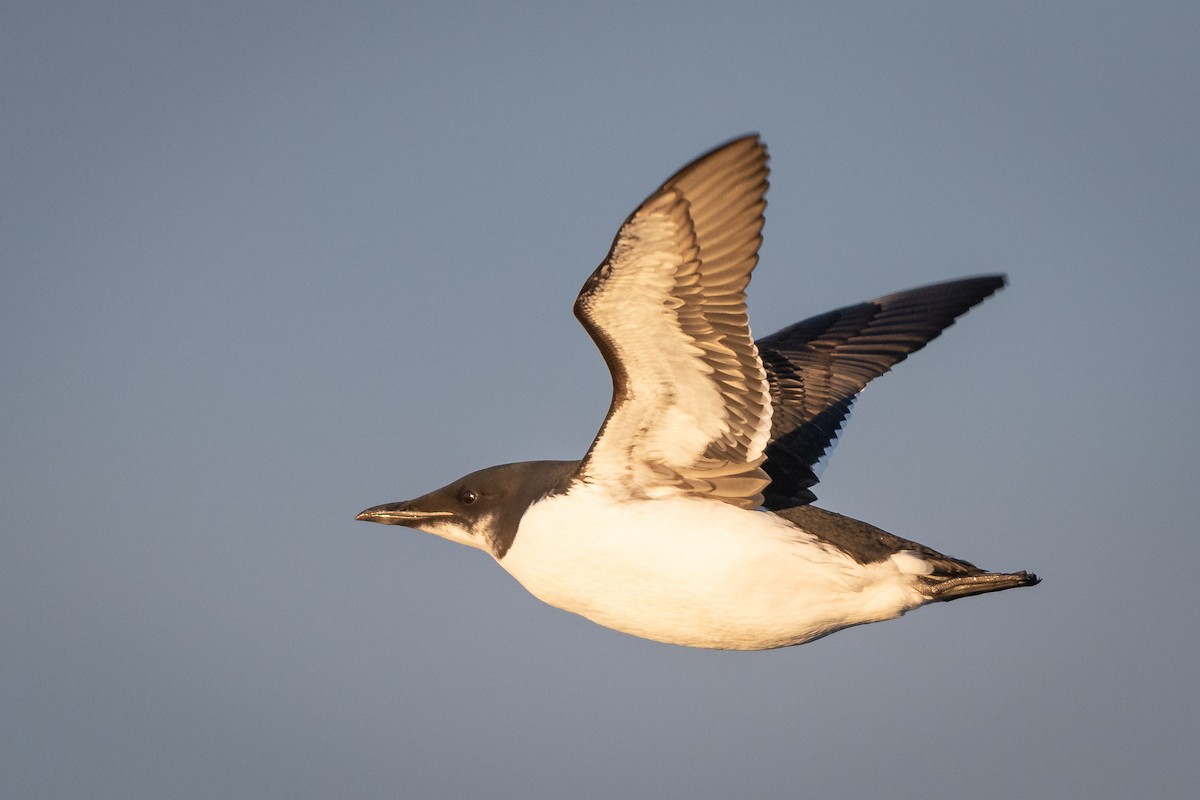 Thick-billed Murre - ML134279081
