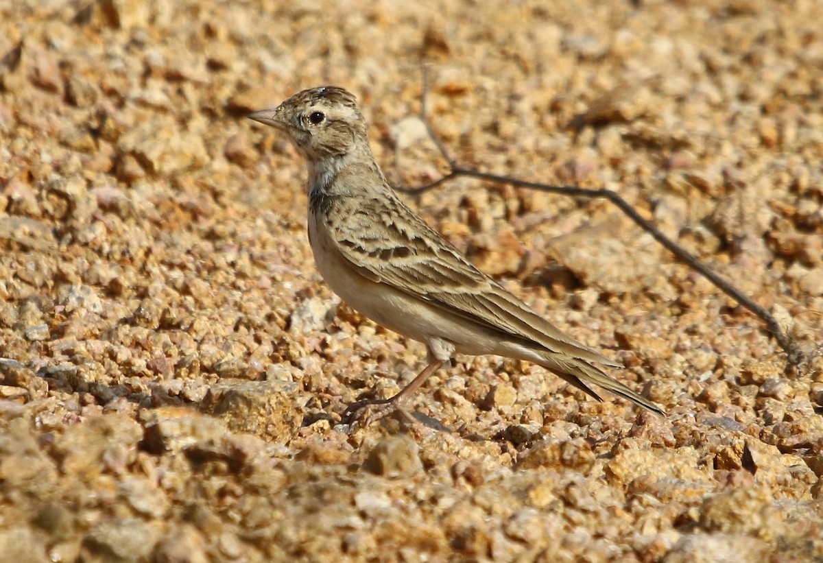 Mongolian Short-toed Lark - ML134279381