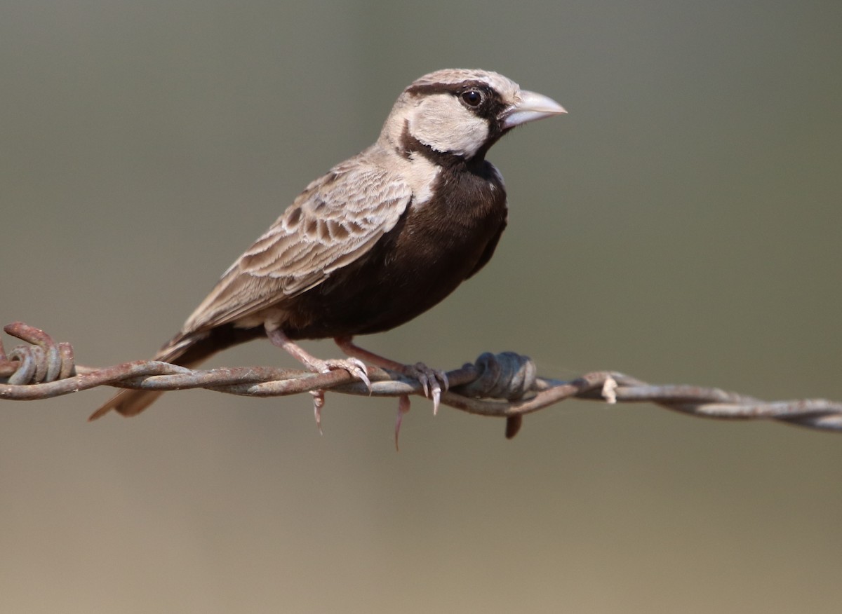 Ashy-crowned Sparrow-Lark - ML134280601