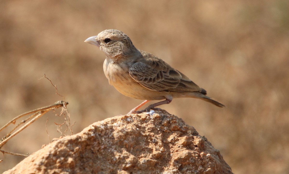 Ashy-crowned Sparrow-Lark - ML134280671