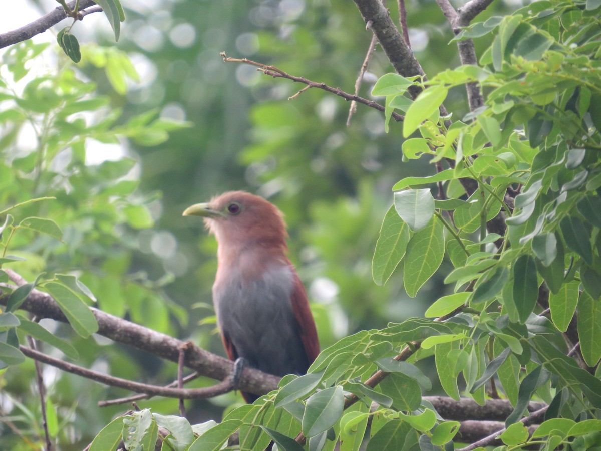 Squirrel Cuckoo (Middle America) - Jamal Andrewin