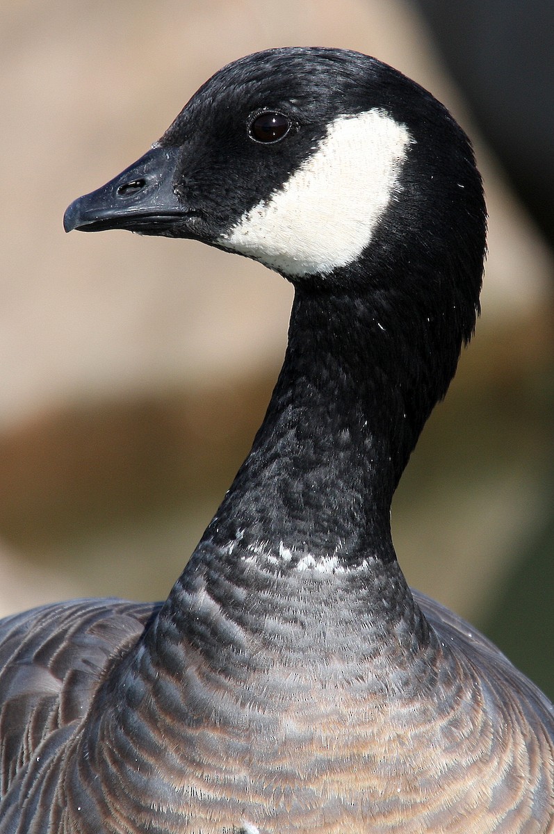 Cackling Goose (minima) - ML134285611