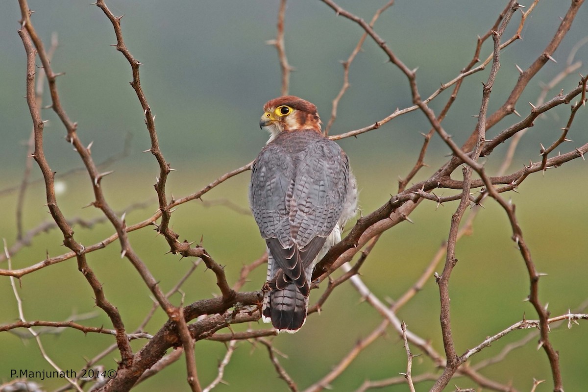 Red-necked Falcon - Prabhakar Manjunath
