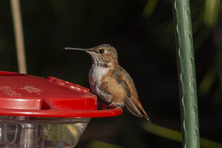 Rufous Hummingbird - Martin Wall