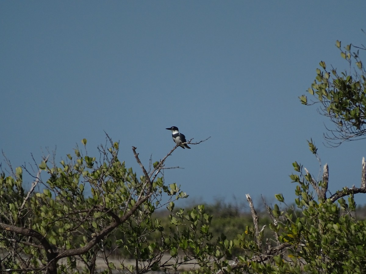 Belted Kingfisher - ML134289001