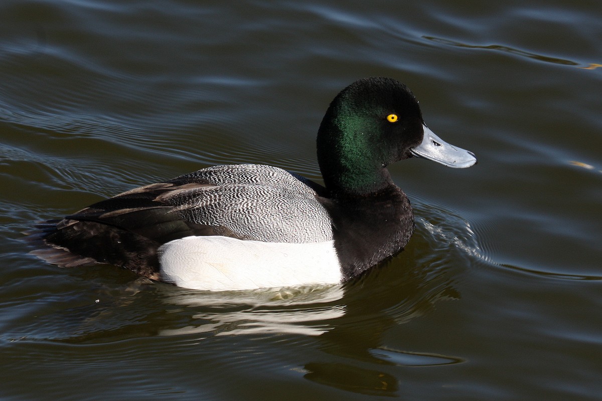 Greater Scaup - ML134289651
