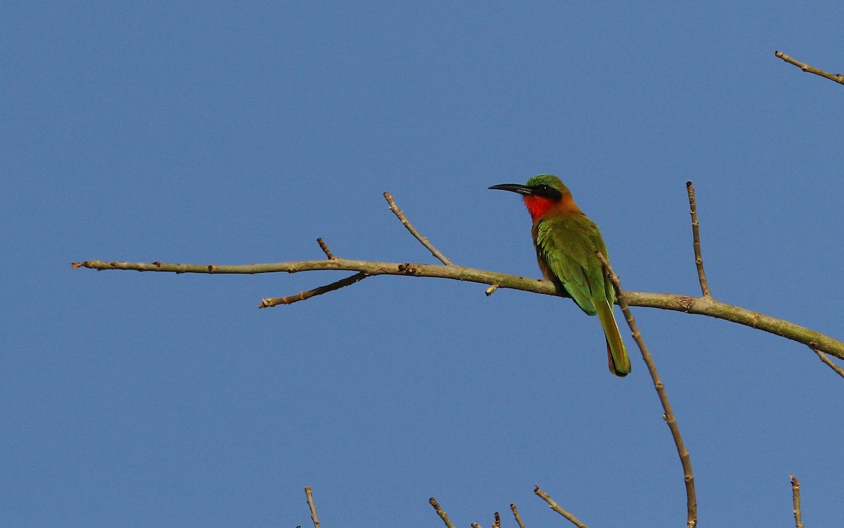 Red-throated Bee-eater - ML134290041