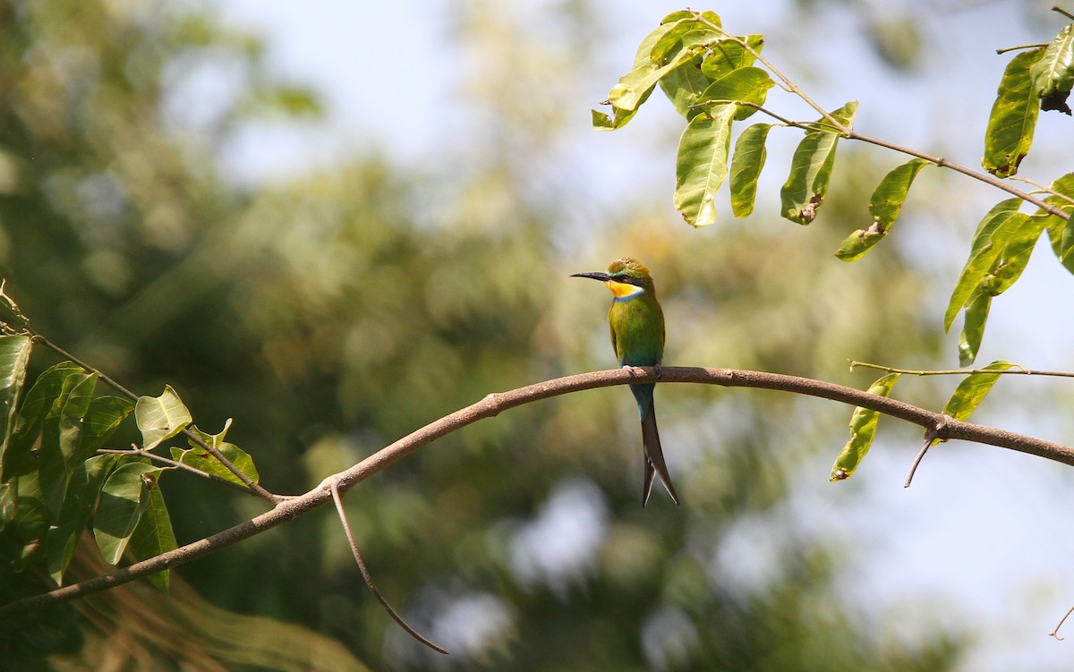 Swallow-tailed Bee-eater - ML134291011