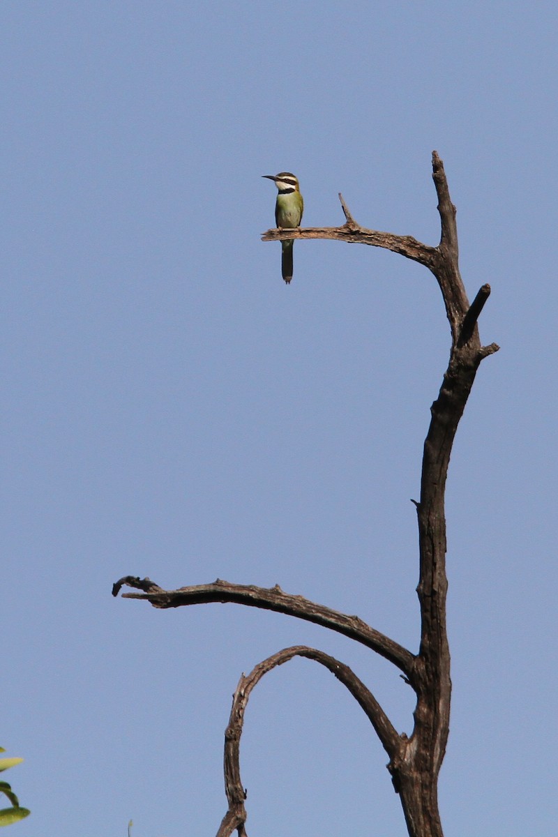 White-throated Bee-eater - Christoph Moning