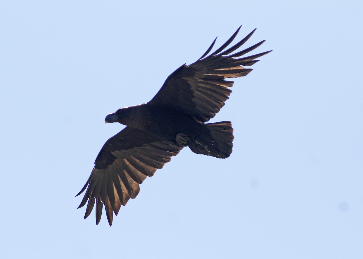 White-necked Raven - Bill Maynard