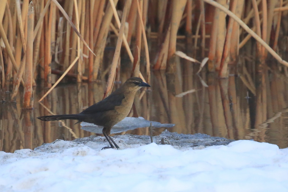 Great-tailed Grackle - ML134299951