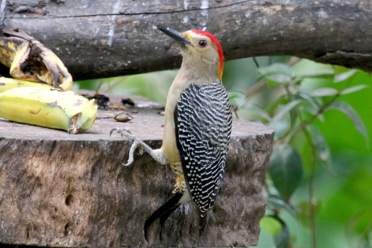 Golden-fronted Woodpecker (Velasquez's) - Gil Ewing