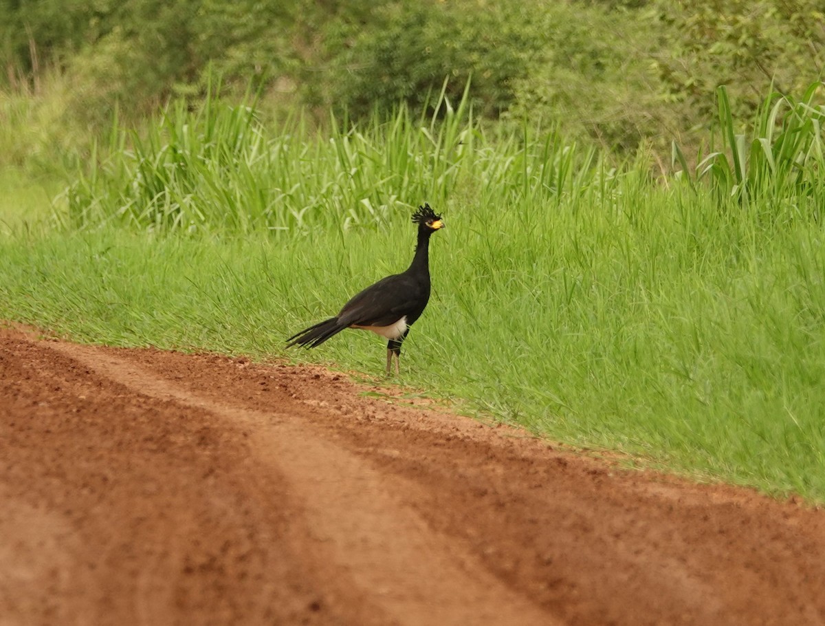 Bare-faced Curassow - ML134304021