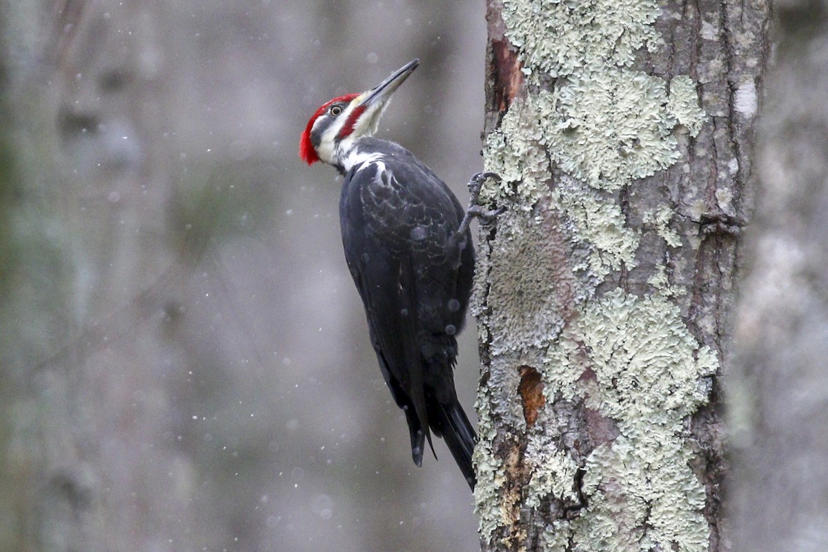 Pileated Woodpecker - Steven Whitebread