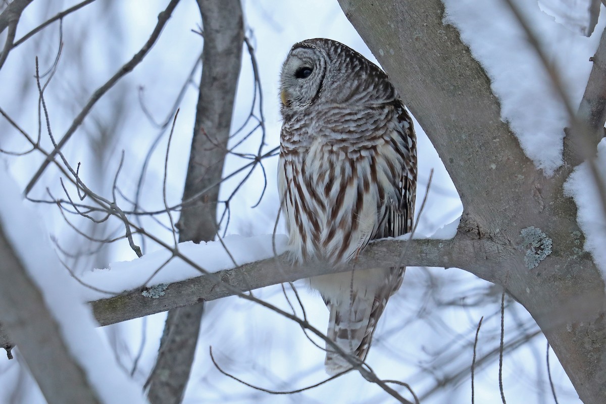 Barred Owl - ML134312691