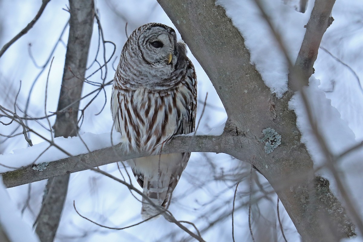 Barred Owl - ML134314161