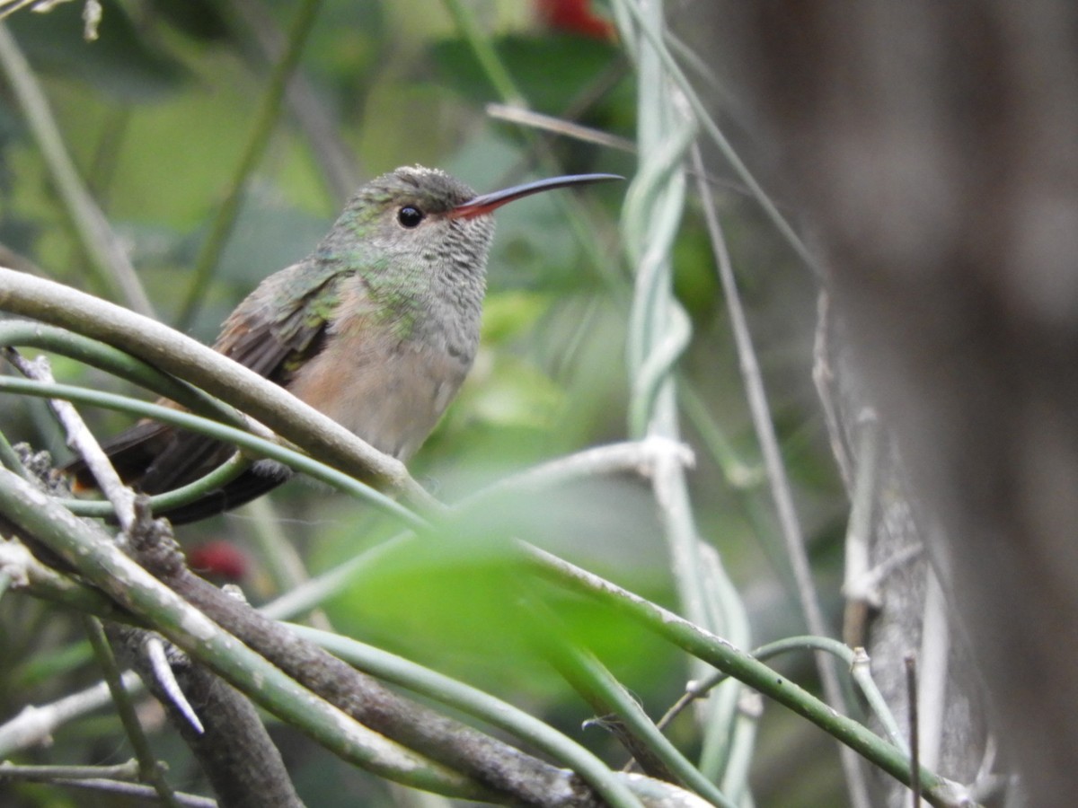 Buff-bellied Hummingbird - A Huang Winoto