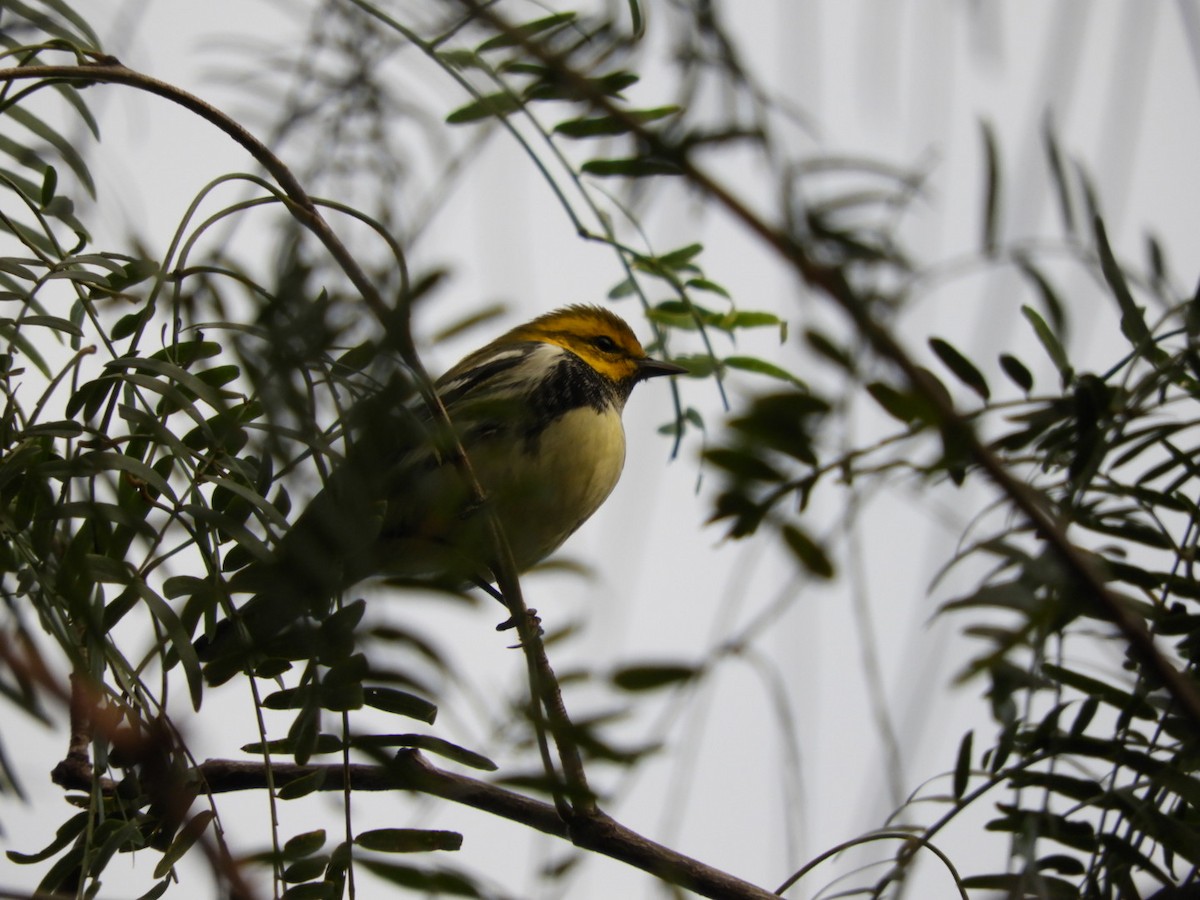 Black-throated Green Warbler - A Huang Winoto