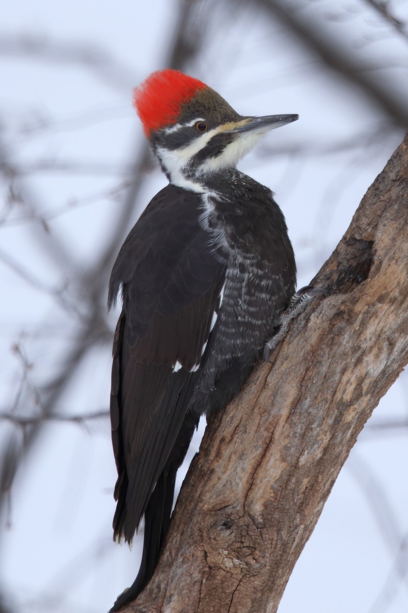 Pileated Woodpecker - ML134321791