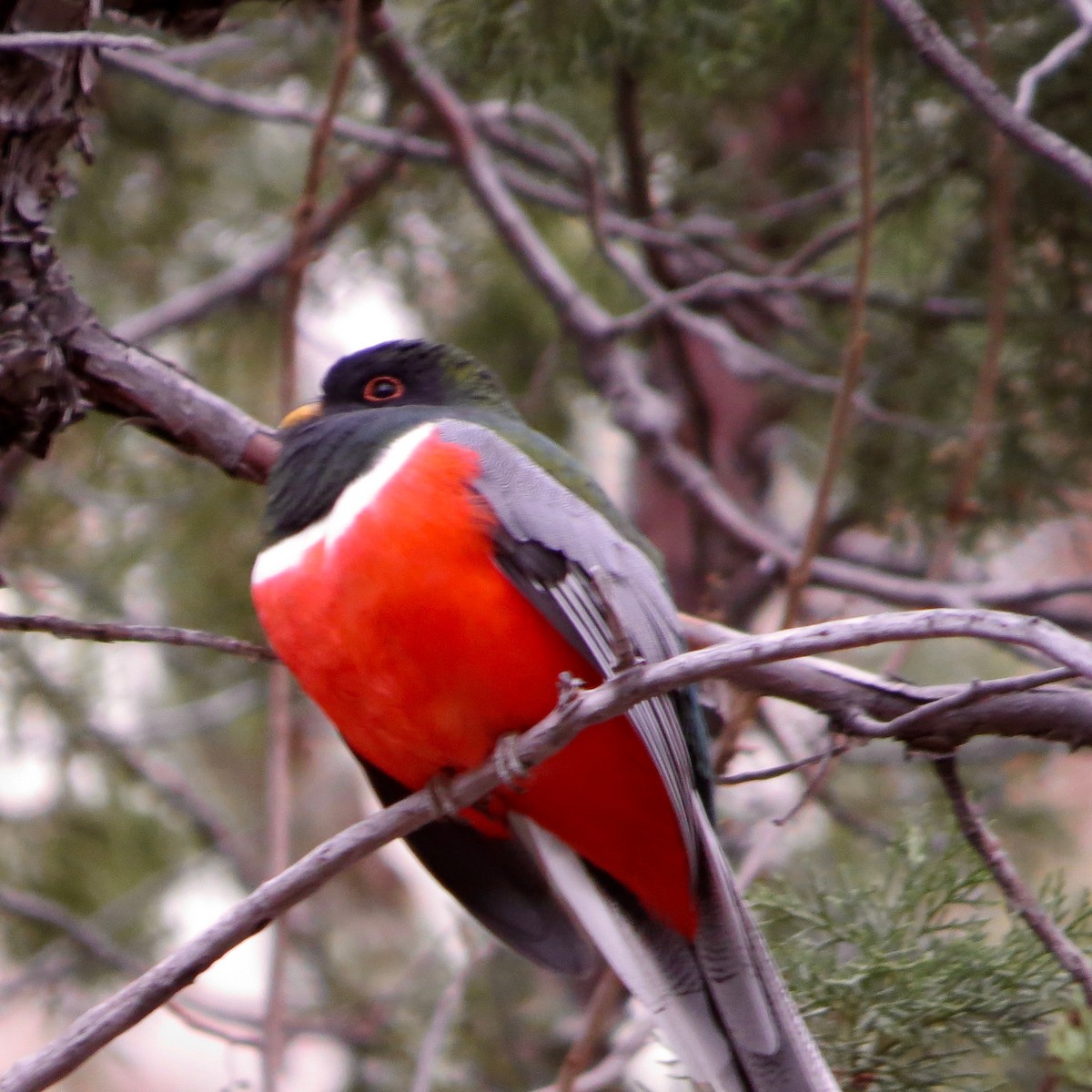 Elegant Trogon (Coppery-tailed) - Bill Lisowsky