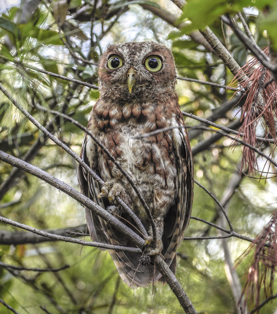 Eastern Screech-Owl - joseph mileyka