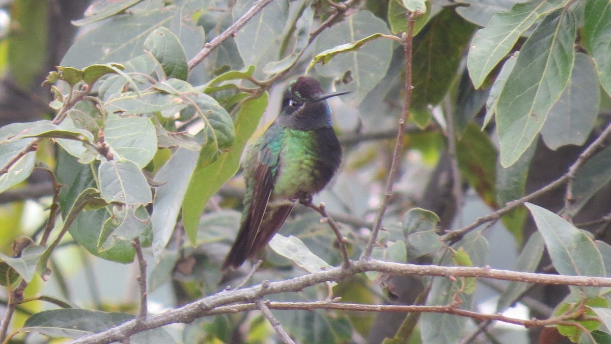 Rivoli's Hummingbird - Alán Palacios
