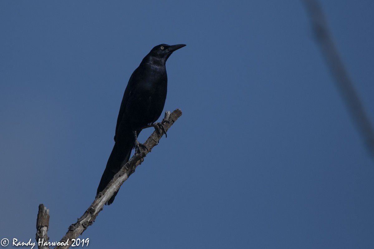 Great-tailed Grackle - ML134329231