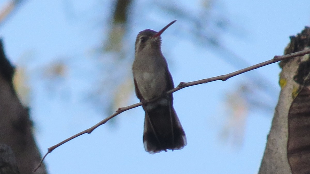 Dusky Hummingbird - Alán Palacios