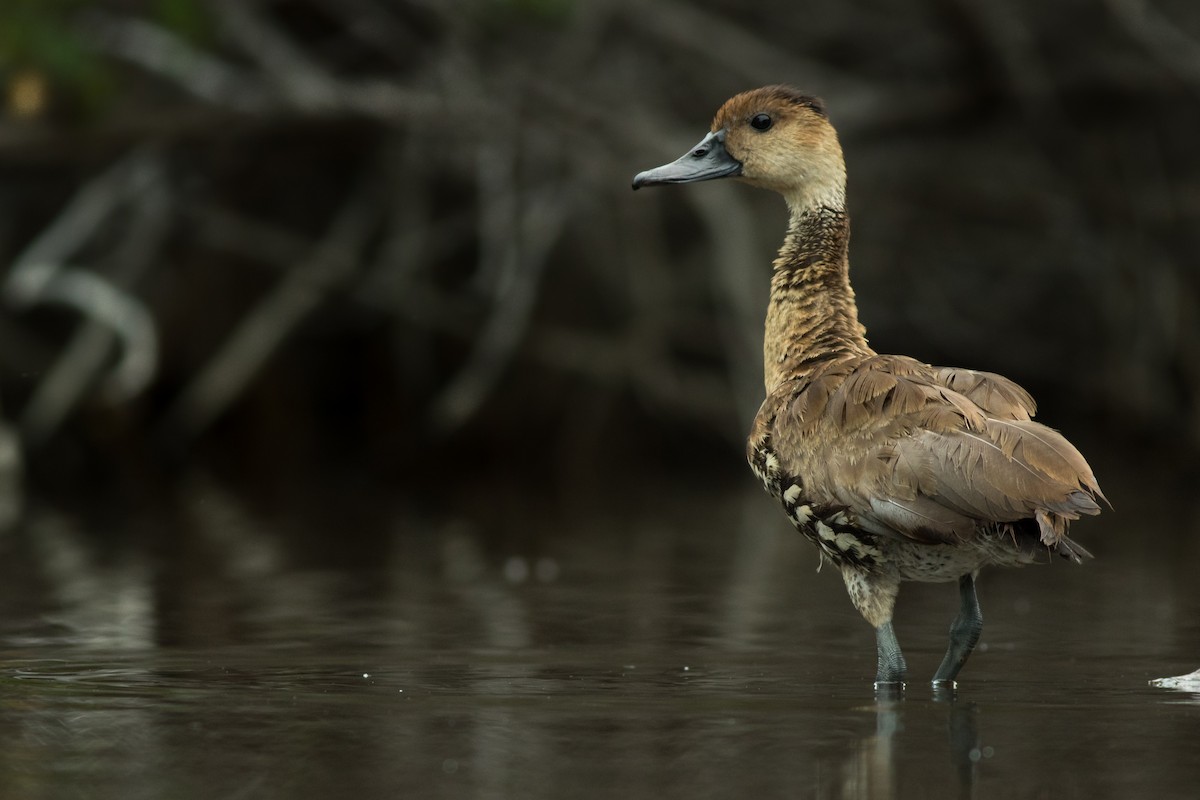West Indian Whistling-Duck - ML134333101