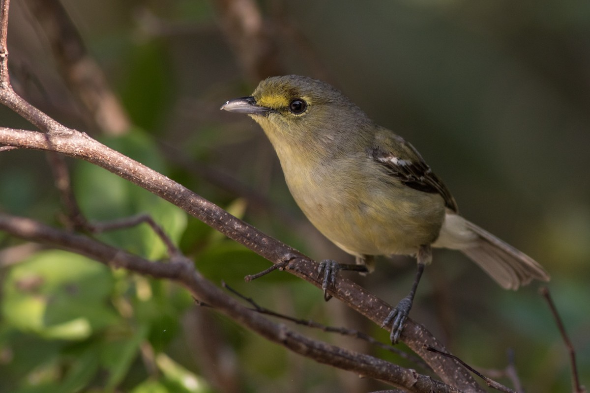 Thick-billed Vireo - ML134333741