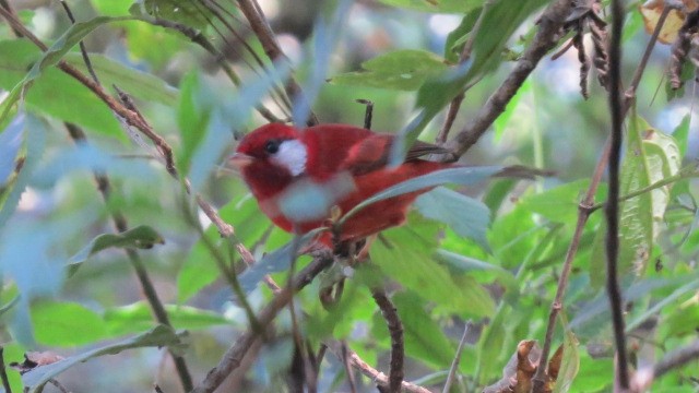 Red Warbler (White-cheeked) - ML134334951