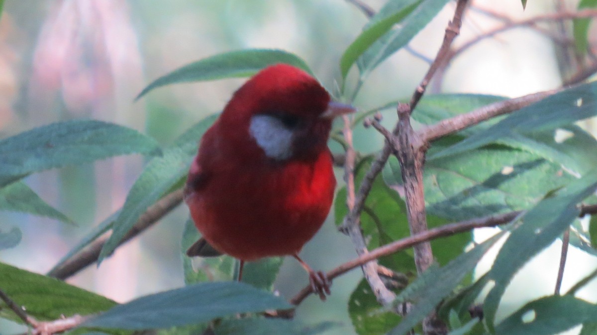 Red Warbler (White-cheeked) - ML134334971