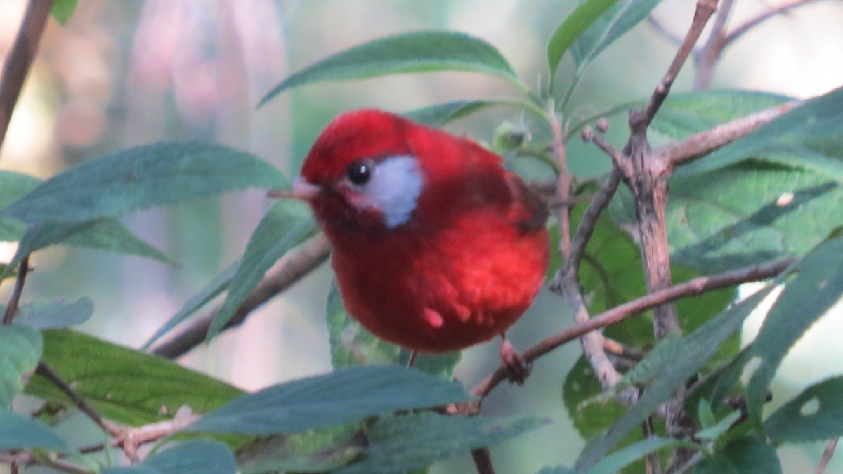 Red Warbler (White-cheeked) - ML134334981