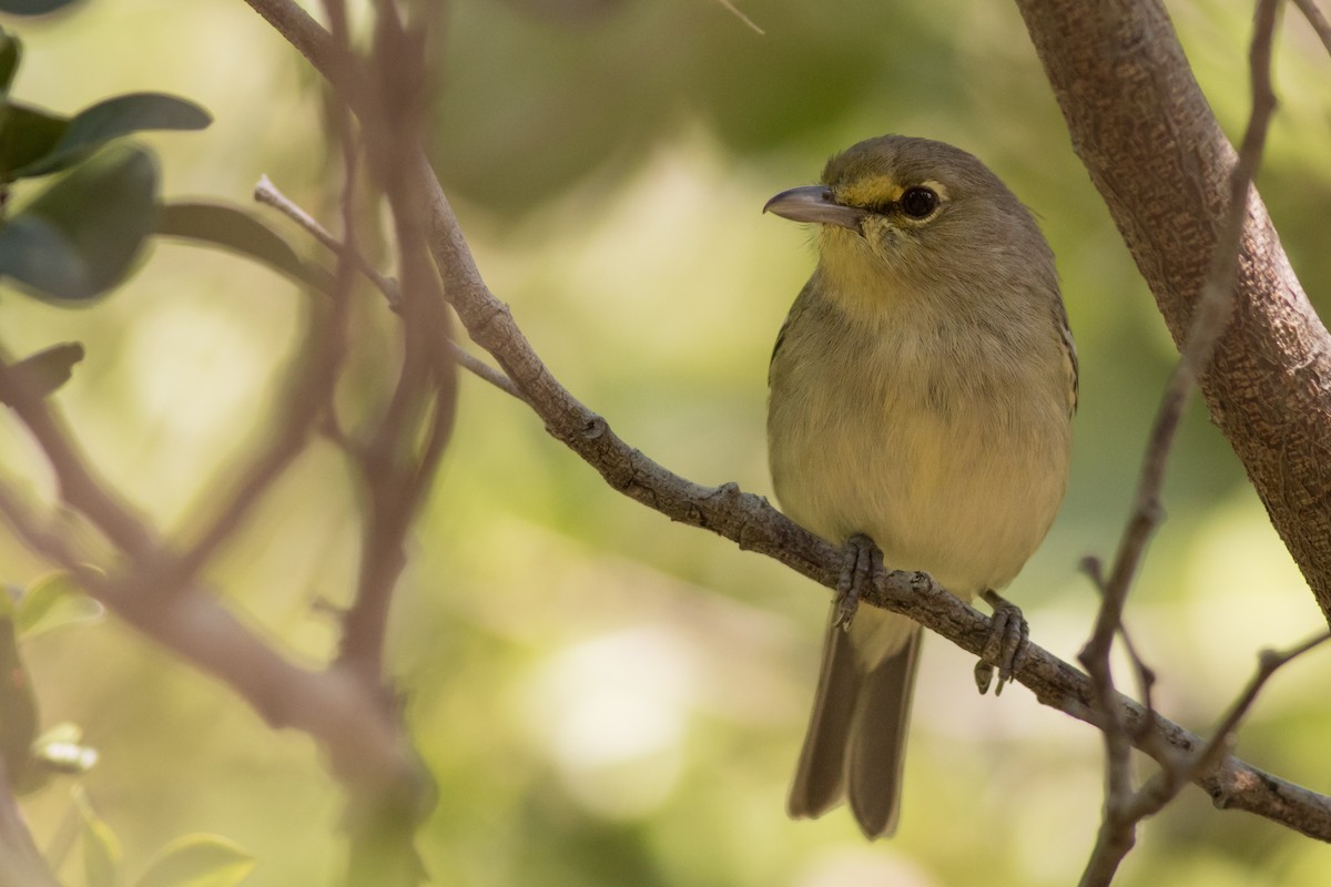 Thick-billed Vireo - ML134335571