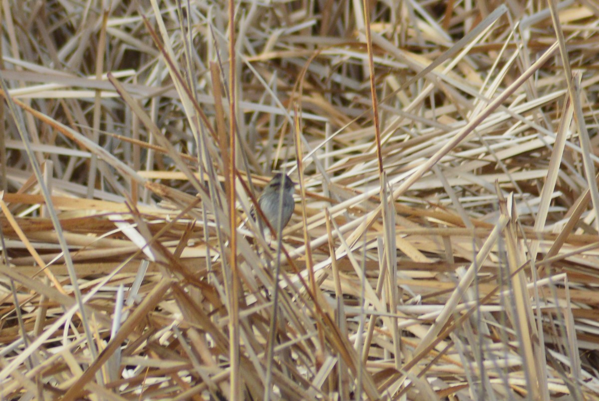 Swamp Sparrow - ML134336271