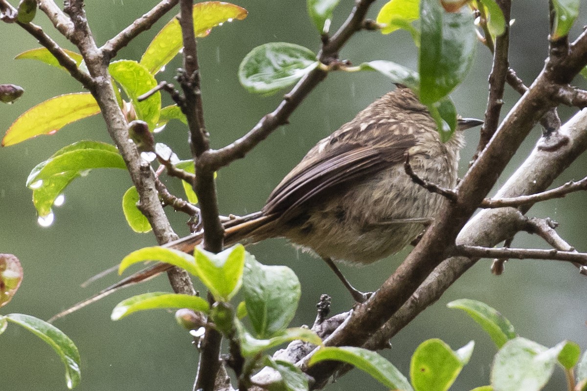 Striolated Tit-Spinetail - ML134338991