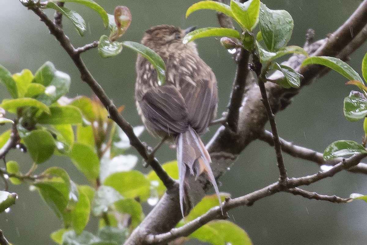 Striolated Tit-Spinetail - ML134339011