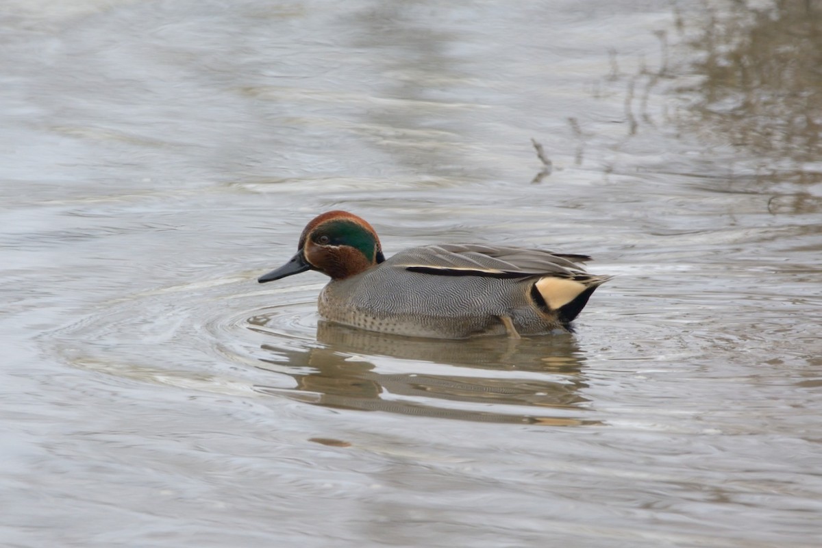 Green-winged Teal - ML134339171