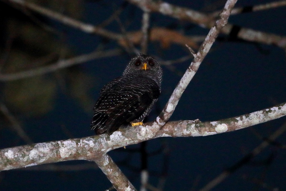 Black-banded Owl - Jon Irvine
