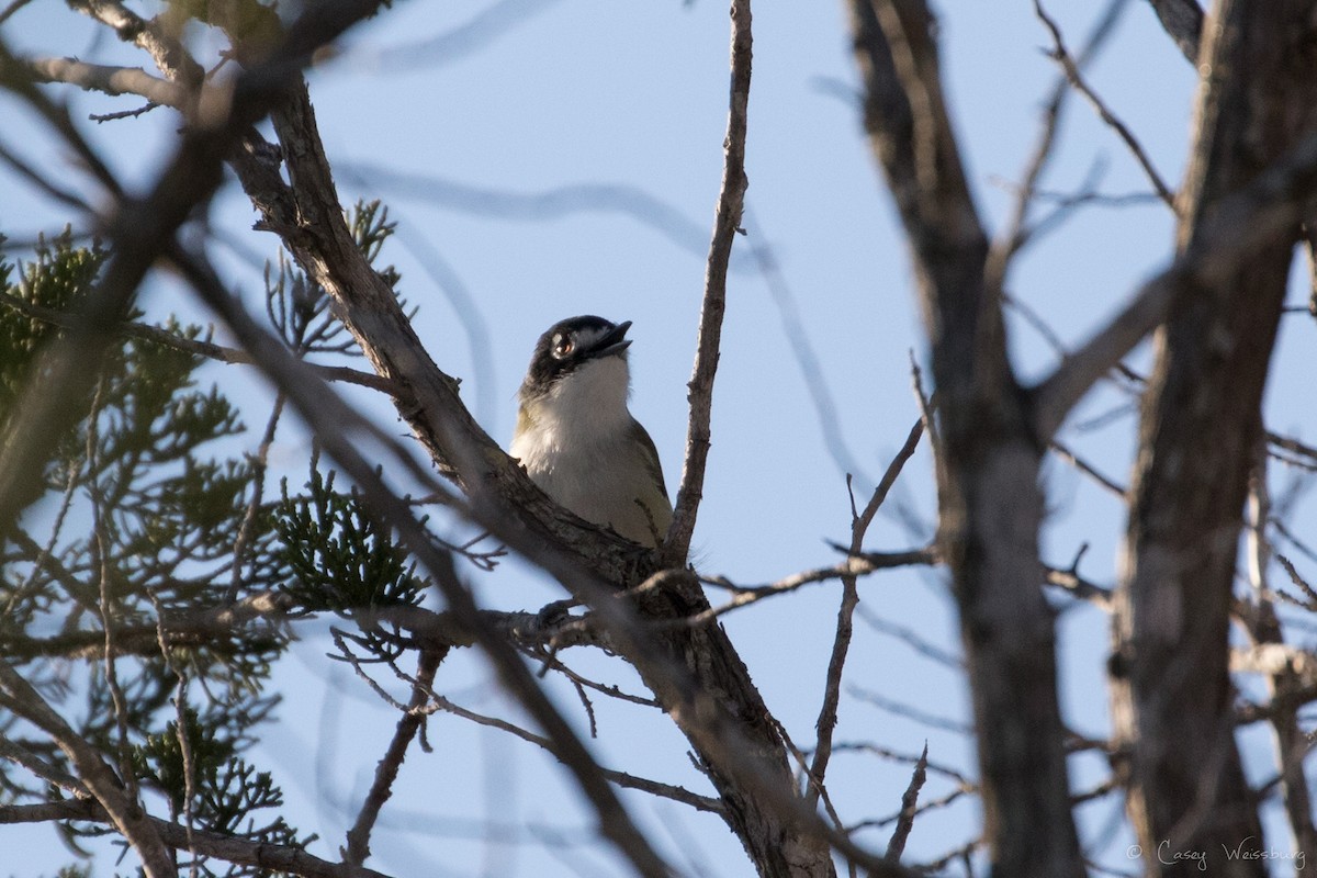 Black-capped Vireo - Casey Weissburg