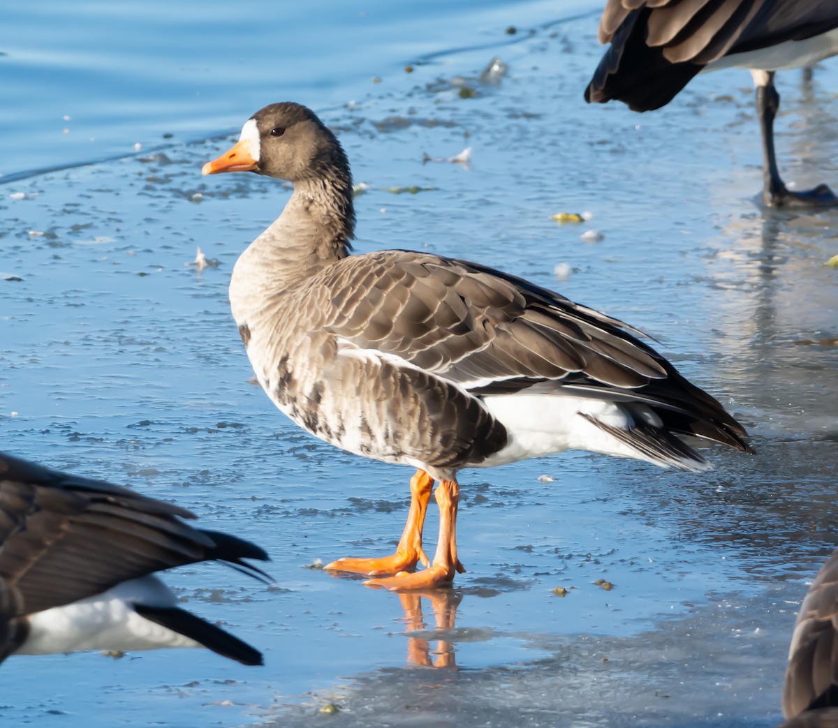 Greater White-fronted Goose - ML134341551