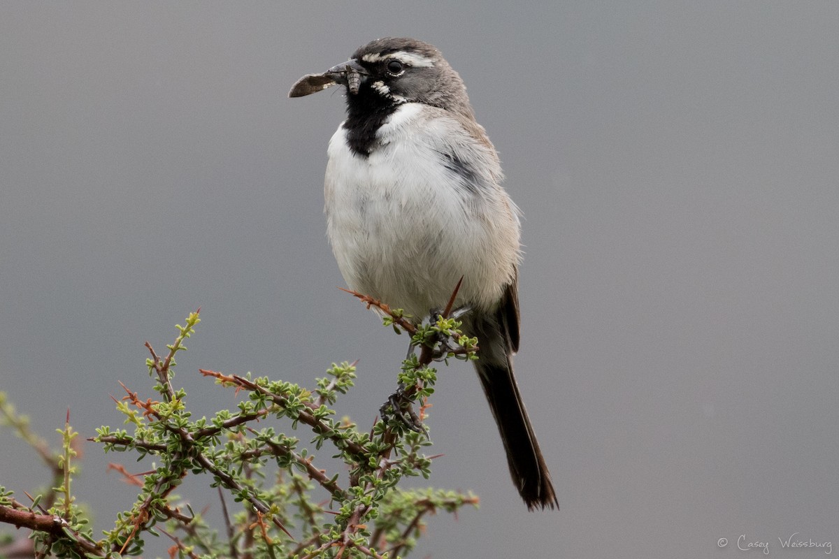 Black-throated Sparrow - Casey Weissburg