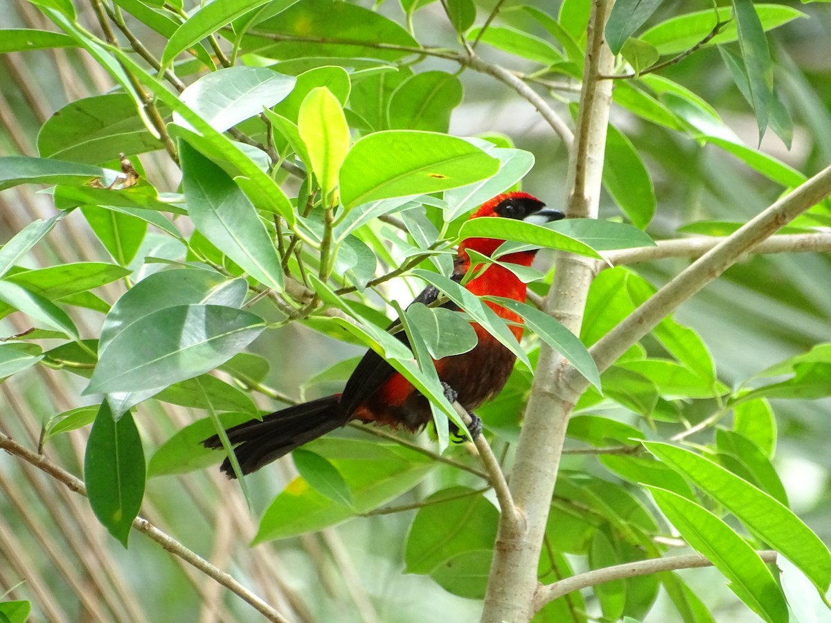Masked Crimson Tanager - Sally Isacco