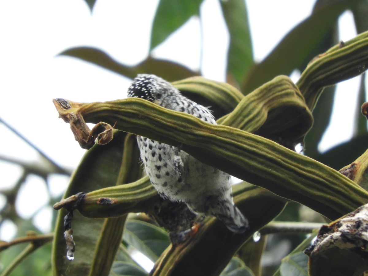 Ocellated Piculet - Jorge Galván