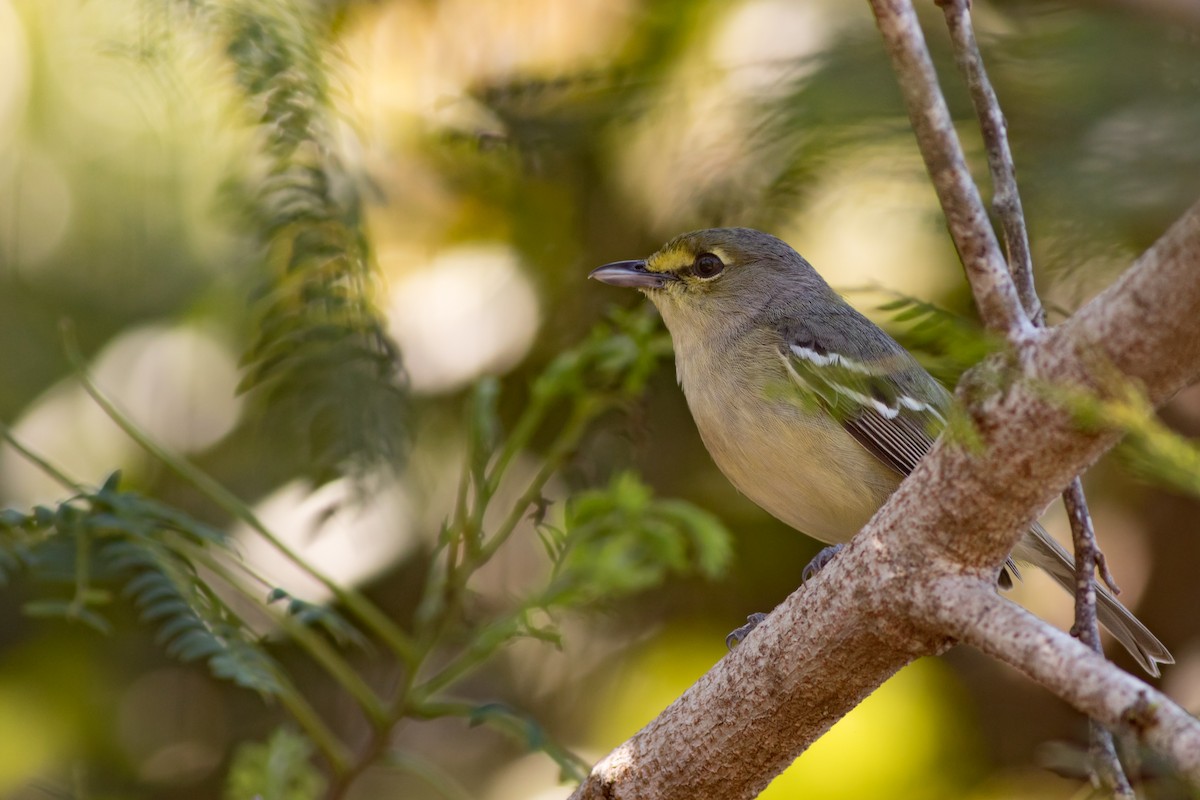 Thick-billed Vireo - ML134347611
