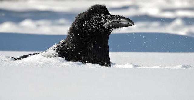 Common Raven (Northern Raven) - eBird