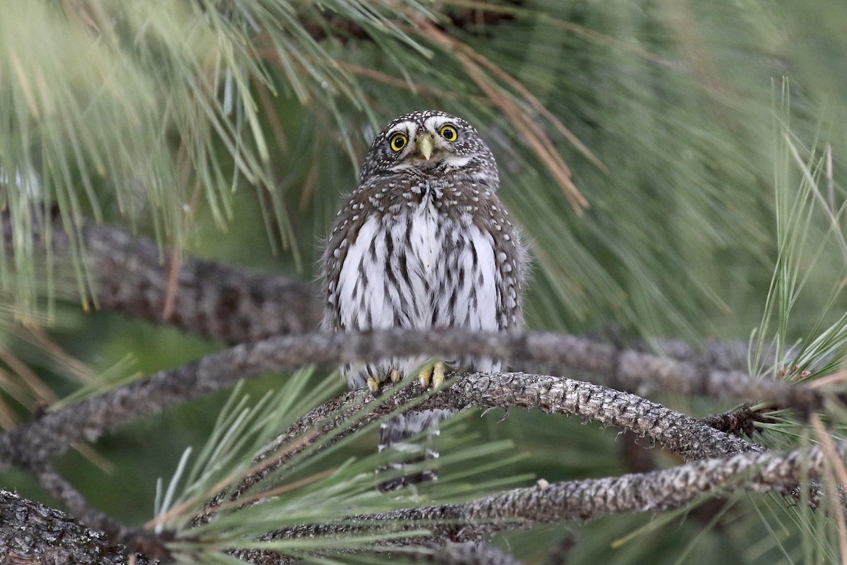 Northern Pygmy-Owl - Russ Morgan
