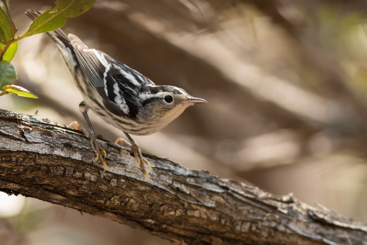 Black-and-white Warbler - Max McCarthy