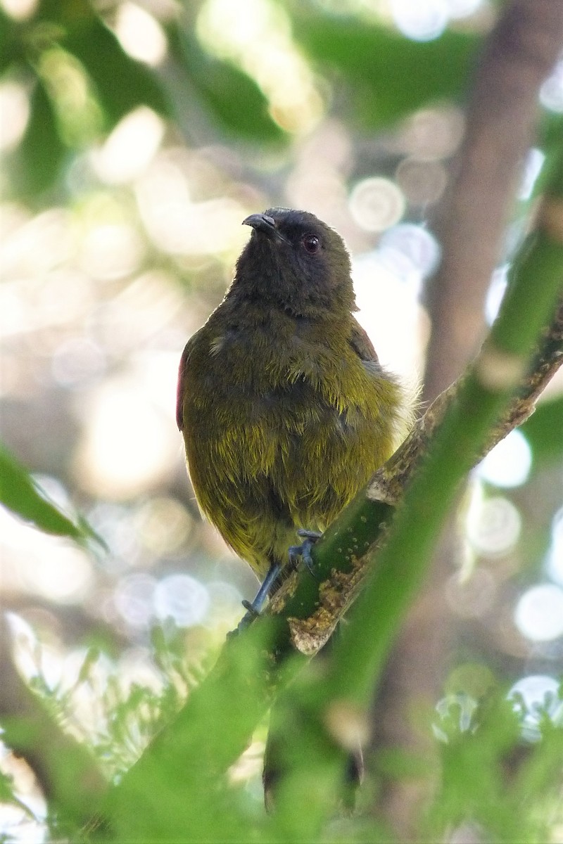 New Zealand Bellbird - Peter D