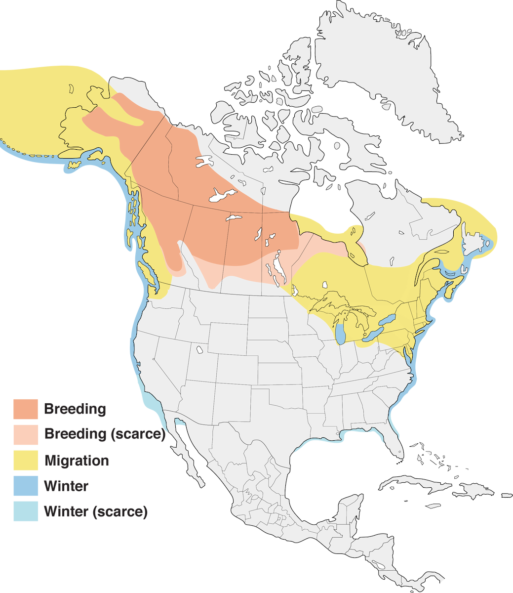 White-winged Scoter Range Map